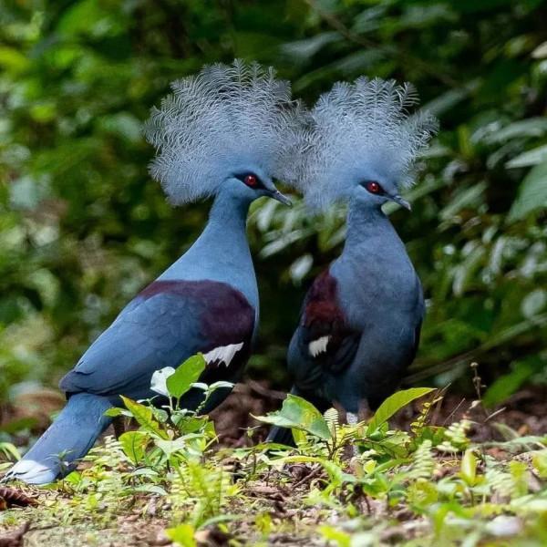 華麗的維多利亞冠鳩