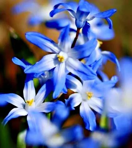 雪光花～早春開花，小巧別緻