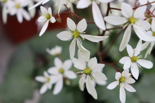 瑞虎迎春，虎耳招財！翩翩起舞的小精靈，輕鬆開成夢幻花毯