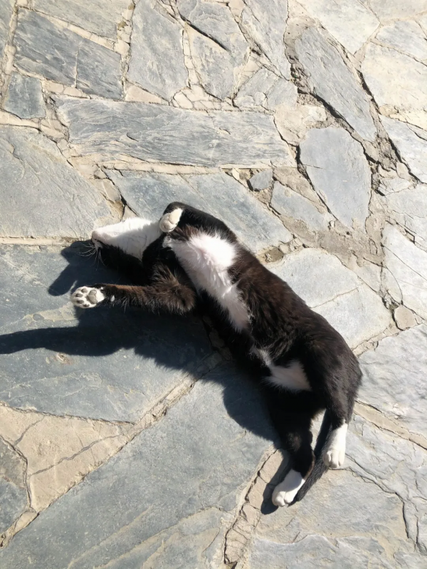 “貓條”好吸嗎? “貓條”好吸嗎?