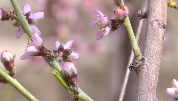 來這裡 與春天撞個滿懷