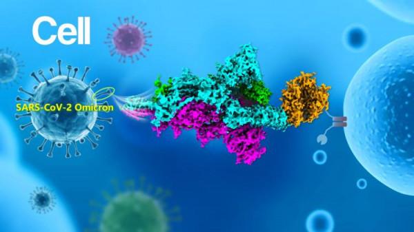 研究成果登上《細胞》！南科大王培毅團隊聯合研究首次揭示奧密克戎和德爾塔入侵機制