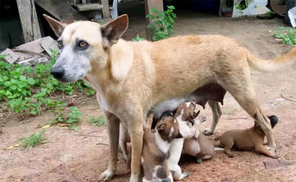 狗狗一家被裝在麻袋丟棄，狗媽盡力護著8只幼崽：別怕，有我在呢