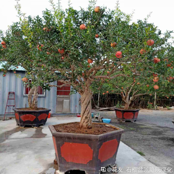 家裡有院子的,4種樹鎮宅好寓意,創造條件也要種 家裡有院子的,4種樹鎮宅好寓意,創造條件也要種