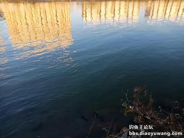 釣魚王餌兩腥配，帶來一次小豐收