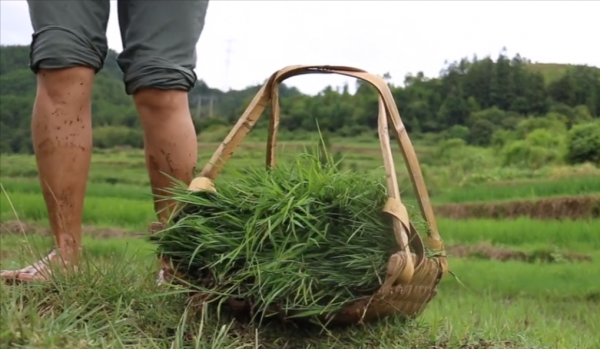 湖南農村常用的6種農具,以前家家有現在淘汰了,滿滿的回憶 湖南農村常用的6種農具,以前家家有現在淘汰了,滿滿的回憶