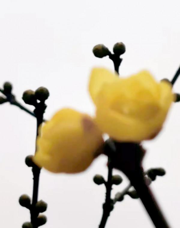 梅園的梅花開了嗎？