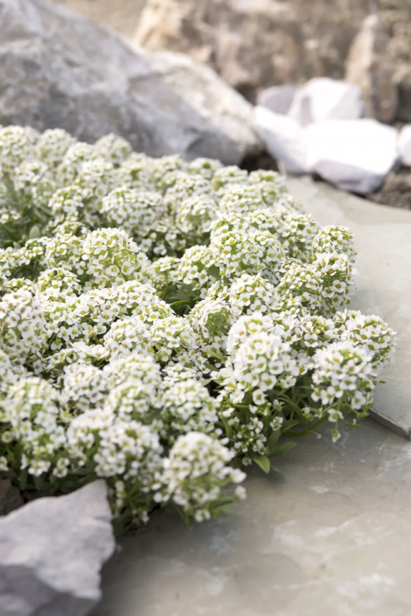 花園鑲邊，增加植物層次，豐富花園景觀