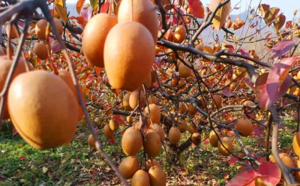“幸福”樹,“黃金”果!廟子鎮黃柏村,鄉村旅遊發展結碩果! “幸福”樹,“黃金”果!廟子鎮黃柏村,鄉村旅遊發展結碩果!