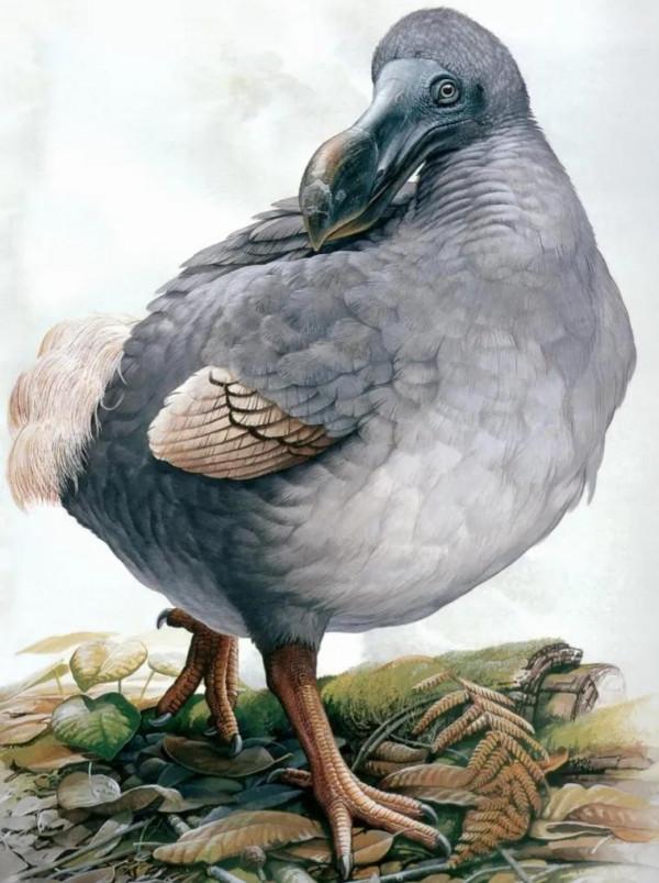 《動物世界千奇百怪》之一 《動物世界千奇百怪》之一