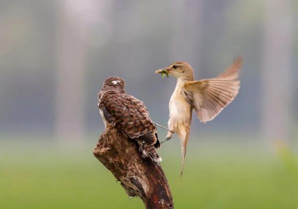 只生不養最險惡的鳥&mdash;&mdash;