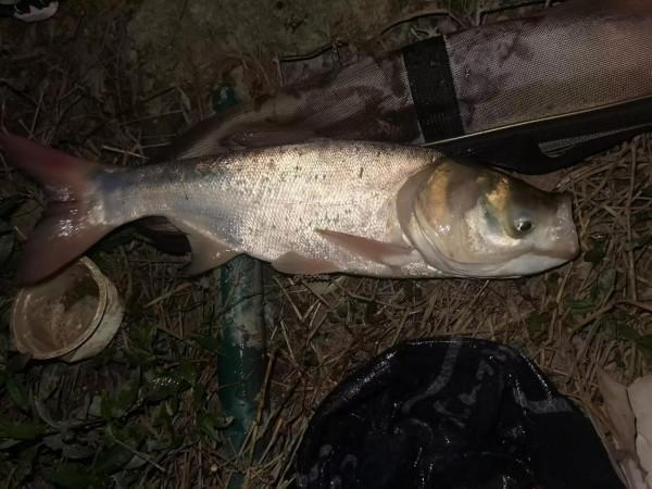 底釣鯽魚上鰱鱅，害