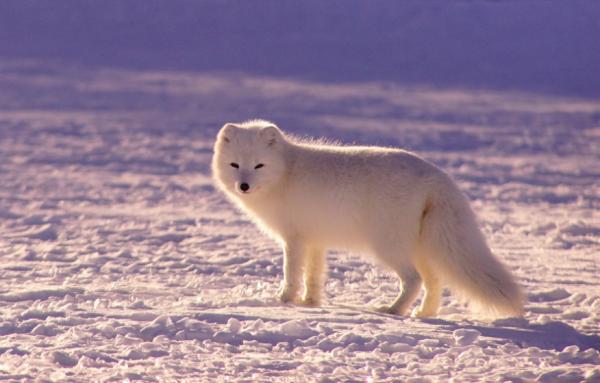 民間故事：小夥不顧規矩，放走弔喪狐，3天后女子上門，賴著不走
