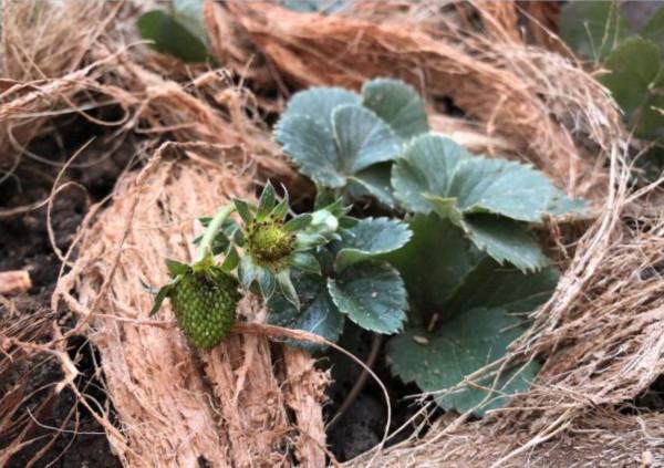 陽臺上種草莓,買點苗就能不斷繁殖,注意這點就能防止果實腐爛 陽臺上種草莓,買點苗就能不斷繁殖,注意這點就能防止果實腐爛