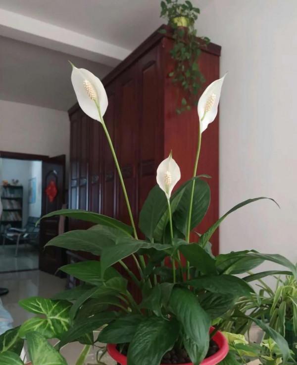 衛生間放3種花，喜溼耐陰，清新優雅，有香氣除異味