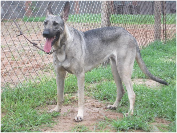 為什麼一般人都不養狼青犬，看完這幾點你就知道