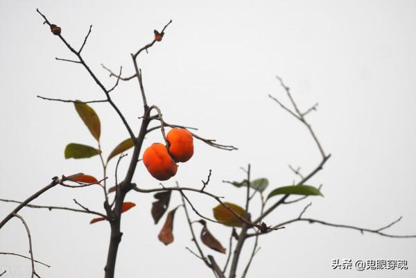 知青老汪：桂花說，不指望我娶她，只想和我好一回