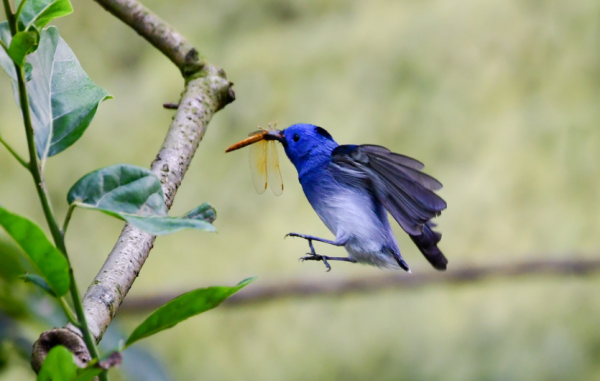 青黃兩種鳥，都是山間的精靈，誰更符合你的審美觀？