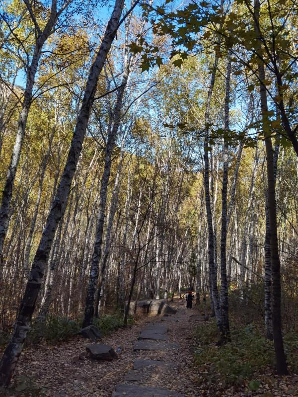 喇叭溝門——秋季賞楓賞白樺 喇叭溝門——秋季賞楓賞白樺