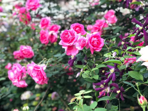 （2019）園丁獎露臺組《003號》一卷花薔 沉澱的時光