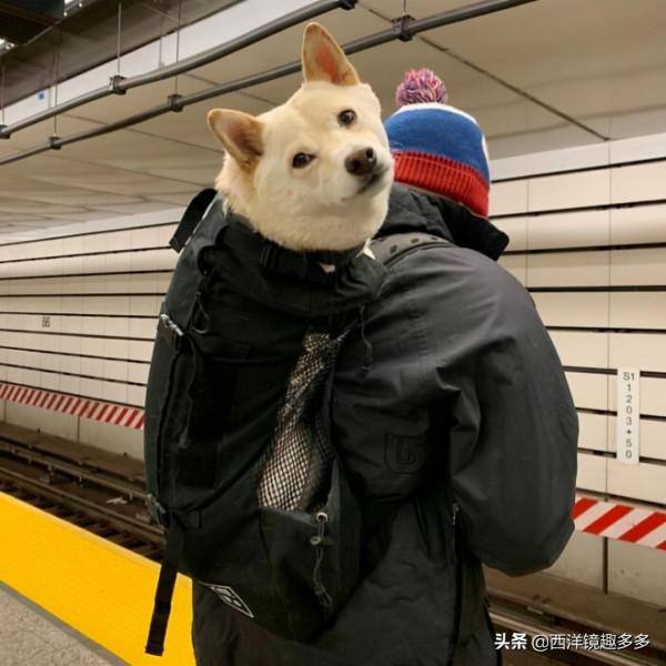 包包中的小可愛們!為了帶上狗狗,主人也是拼了 包包中的小可愛們!為了帶上狗狗,主人也是拼了