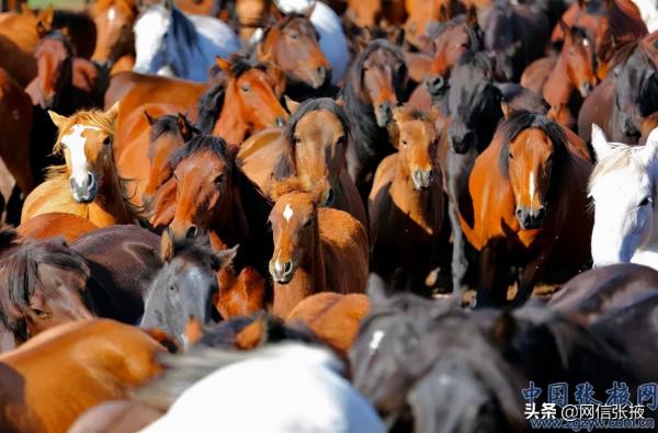 金秋山丹軍馬場雄渾壯美