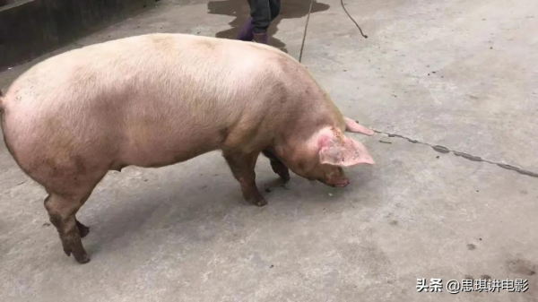 農村開始殺年豬,正宗地道的農村殺豬飯,饞到遠方打工的同志沒? 農村開始殺年豬,正宗地道的農村殺豬飯,饞到遠方打工的同志沒?