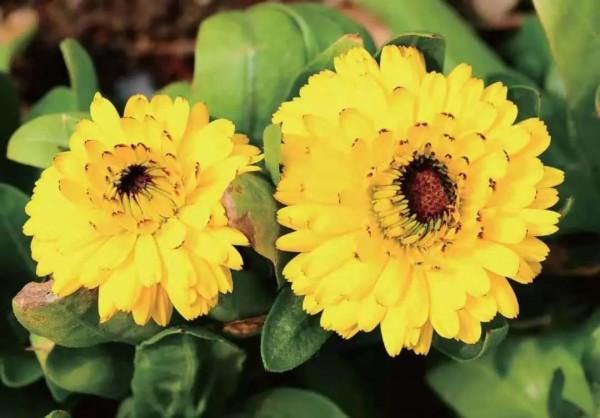 未曾注意金盞菊的美,發現它不僅盛開如花海,還有其他妙用 未曾注意金盞菊的美,發現它不僅盛開如花海,還有其他妙用