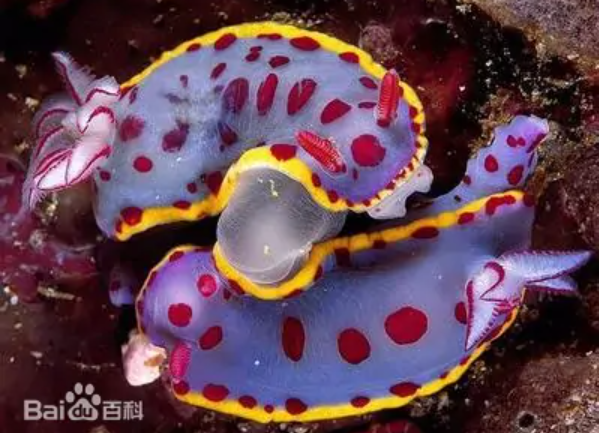 可以生成葉綠素的兔子？能當菜吃嗎？