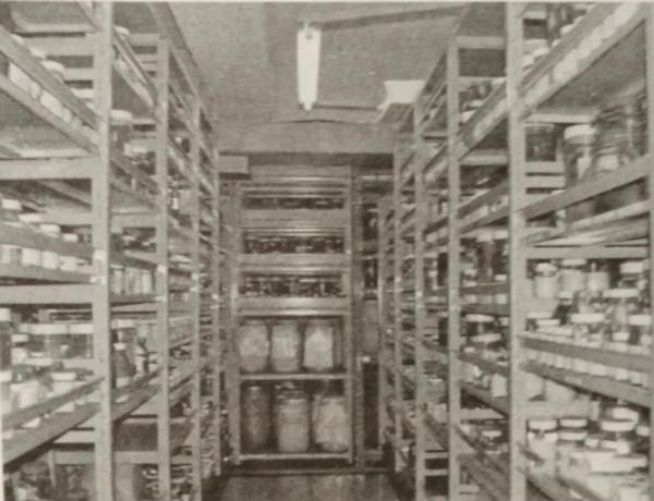 文物及藝術品包裝運輸指南——自然史標本