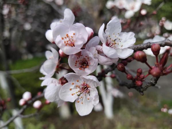 風和日麗，花花世界最是動人（原創）