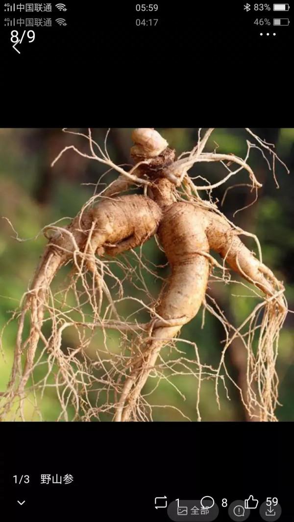 長白山上多奇傳，人參娃娃促良緣師徒二僧結伉儷仙藥遍佈長白山