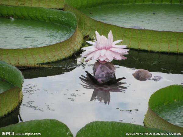 分享圖片，猶如曇花一現的王蓮開花，各種顏色，各種姿態大全