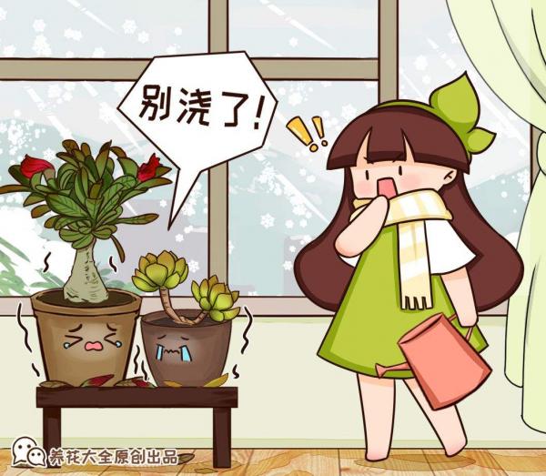 別隻會澆水了!不瞭解自己的多肉,難怪連多肉都養不好 別隻會澆水了!不瞭解自己的多肉,難怪連多肉都養不好