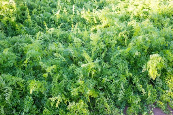 農村這8種蔬菜,也許你沒當回事,多吃老人小孩能補鈣,記得收藏 農村這8種蔬菜,也許你沒當回事,多吃老人小孩能補鈣,記得收藏