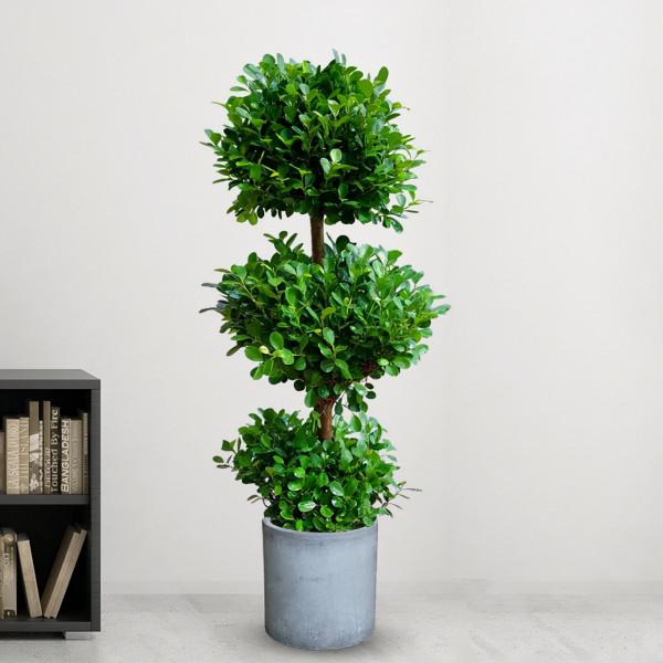 7種帶“錢”字的花，寓意好、觀賞價值高，都喜歡在家裡栽培