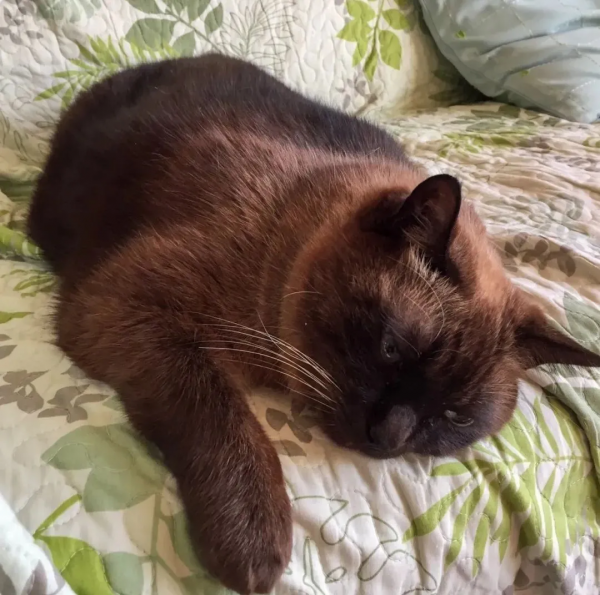 “下輩子,我再也不養暹羅貓了!” “下輩子,我再也不養暹羅貓了!”