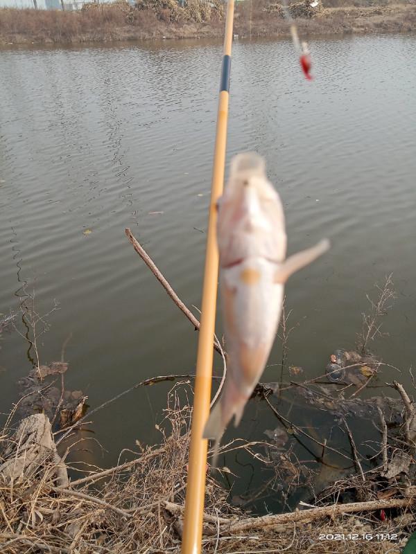 冬季釣鯽魚，水溫是影響中魚的因素之一