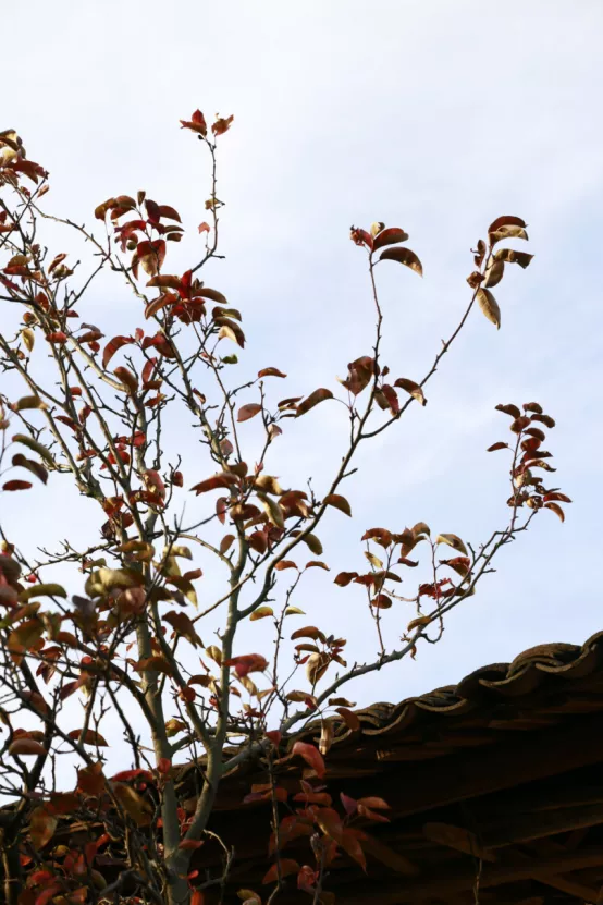 聯莊村：一個＂整＂出來的野趣盎然江南水鄉