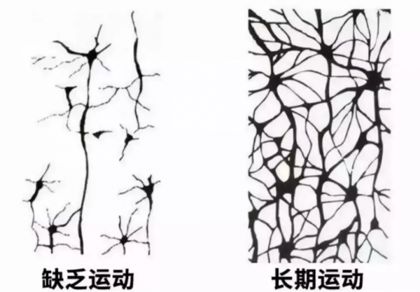 哈佛大學研究：長期運動的孩子，大腦會發生驚人的變化