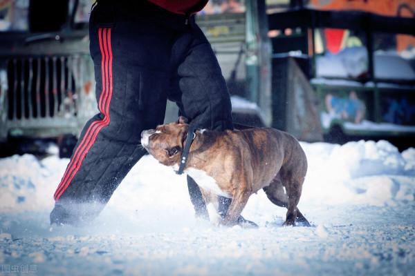 騎行時最不想遇見的五種動物,它們是真的不慣著你 騎行時最不想遇見的五種動物,它們是真的不慣著你