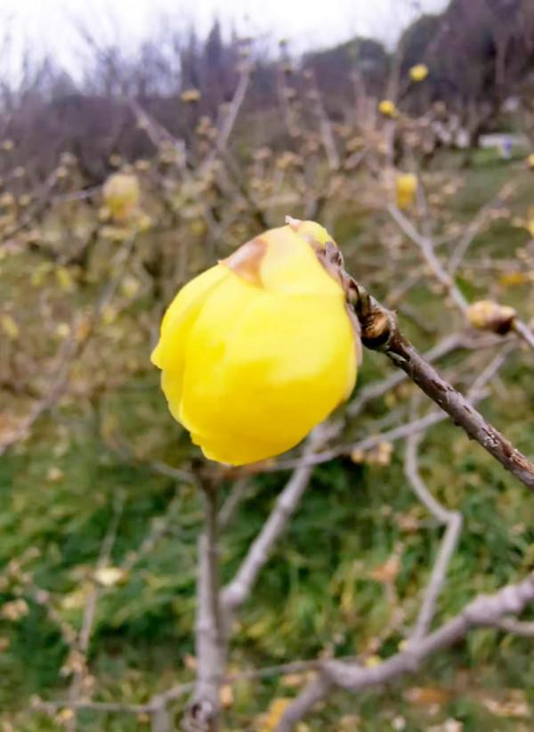 梅園的梅花開了嗎？