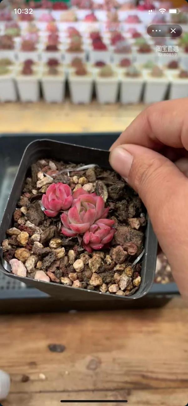 看了就想養的多肉啊