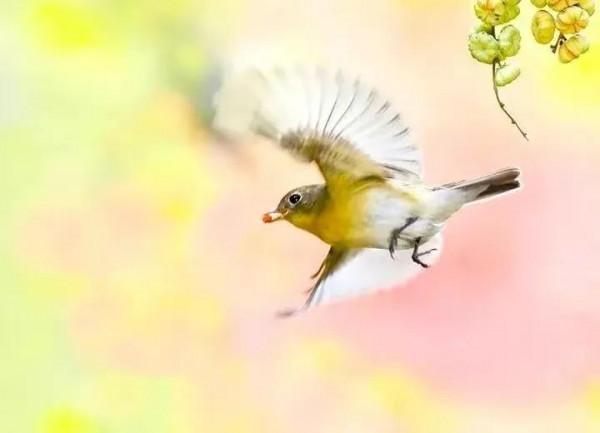 分享圖片&mdash;&mdash;美麗彩色小鳥集錦