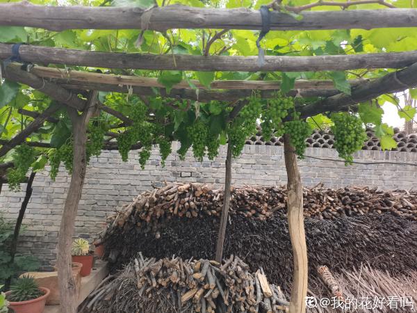 葡萄乾的製作方法太奇特，很少有人見過，做出來口感真的棒