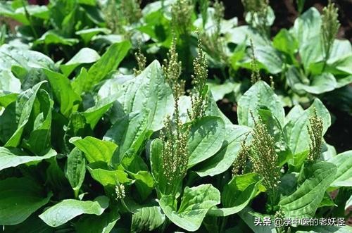 每日一中藥——車前子 每日一中藥——車前子