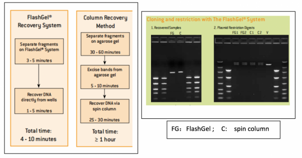 電泳界的yyds:FlashGel閃膠系統 電泳界的yyds:FlashGel閃膠系統