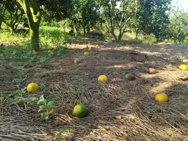 打2次炭疽病藥，落果還是止不住？多思考+精打細算才能精確防治