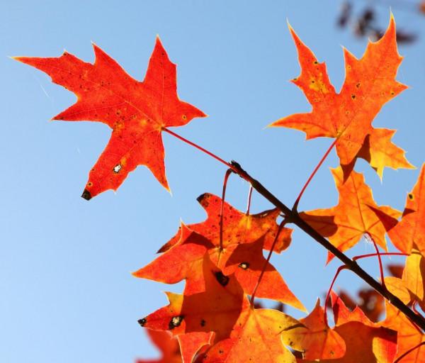 去奧森公園，盡享“京”彩秋色 #秋日好時光##小生活，大財富#