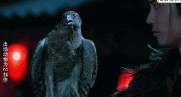 所以於正劇組虐貓了嗎